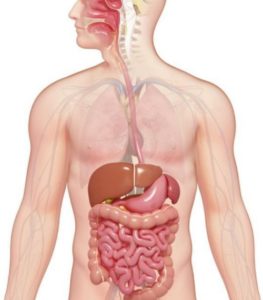 digestive system and oral sedation dentistry